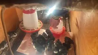 Alman uzunquyruq avstralop cucelerimiz 5 gunluk - australorp chichkens 5 days