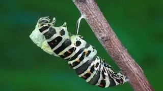 Under Nature&rsquo;s Wing and in the Embrace of Water