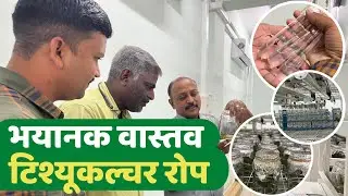 टिश्यूकल्चर रोप भयानक वास्तव | Sugarcane Tissue Culture Seedling | Dr. Ankush Chormule |