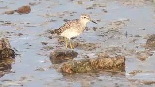 Wood sandpiper, calling