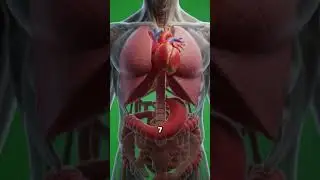 What if the most complex machine in the universe isn't a computer, but YOU?3D Health Animation