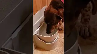 Perpetual Well Automatic Water Bowl #dog #dogcare #waterbowl #pets #amazonfind #doggy #cat
