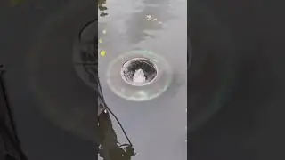 This filters all the dirt and leaves in the water.