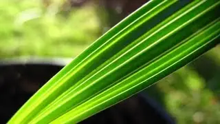 Date Palms - Growing From Seed - Experiment