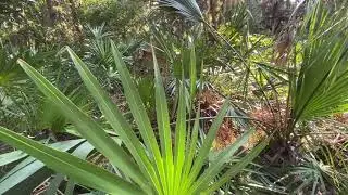 Saw Palmetto Vs Baby Cabbage Palm