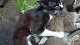 cats mating sounds/,,how cats mate