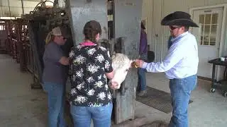 BQA Tips - Record Keeping Individual Animal Identification
