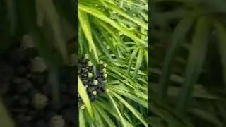 Osmoxylon lineare(Miagos bush)