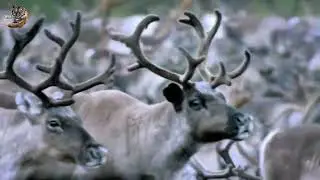 Caribous .wildanimals #kindness #wildlife #interested #animals #documentary #interested #