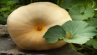 Growing Giant Pumpkins