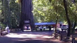 The Chandelier Tree at Leggett