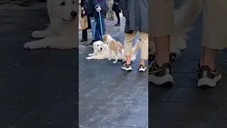Ultimate Doggy Showdown: Big Dog vs. Tiny Pup Take Over the Heart of Rome #Dog #Dogs #DogLover #Rome