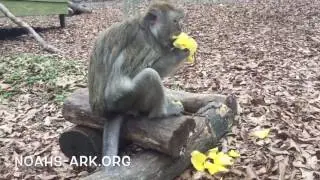 Disassembling roses with Gonga - Java Macaque at Noah's Ark Animal Sanctuary