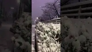 ❄️ Tokyo Heavy Snowfall 🇯🇵 #shorts #snowfall #tokyo #japansnow