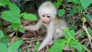 abandoned baby monkey, newborn monkey alone
