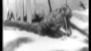 Mysteries of the Jungle Hell (1947)