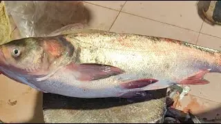 Rakib fish... is live! big size silver cup cutting