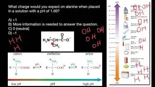 Amino Acids and pH