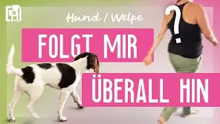 Hund folgt mir &uuml;berall hin - so verfolgt dich dein Welpe nicht mehr in der Wohnung!