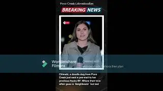 Dogs' daily talk 3  Breaking news from Poco Creek
