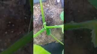 Pruning butternut squash ! Early stage for Faster and Better production ! #garden #gardening