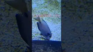 Doubleband surgeonfish #fish #aquariumfish #fishing #ytshorts