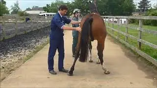 Palpation of a horse with back pain