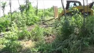 Perfect treesaw Cutting locust