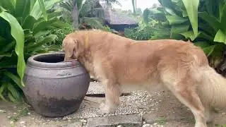 Dog T&ocirc;m Du lịch mũi n&eacute; phan thiết | hạnh ph&uacute;c l&agrave; 1 cuộc h&agrave;nh tr&igrave;nh , chứ kh&ocirc;ng phải đ&iacute;ch đến