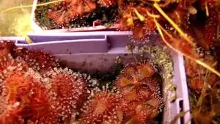 Drosera brevifolia ~ Sundew, Carnivorous Plant