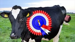 Best In Show | COW ESCAPE SIMULATOR