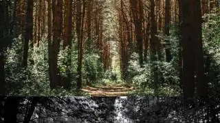 Why we should plant more trees