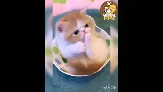 chaton mignon
