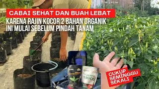 FUNGSI DAN DOSIS PENGOCORAN ASAM HUMAT DAN TRICODERMA SEBELUM PINDAH TANAM BIBIT CABAI