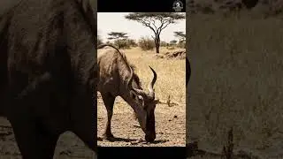 Africa's Forgotten Master#wildlife #extinctanimals