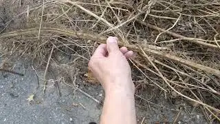 にんにくの栽培 黒ビニールマルチ より 雑草-2024-10-01