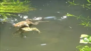 #ZenPond - Three Stooges