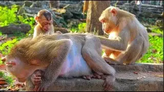 Adorable Kendra With Mom Katrina Grooming Pregnant Julie