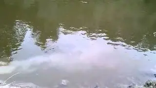 Record siluro fiume Reno