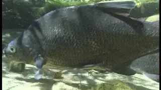 Fische-Die Brachse