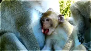 Poorest Janna try to steal milk from mom | Baby monkey need milk but she look a bit scare
