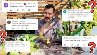 Como plantar orquídea no vaso plástico e pedra brita parte 2