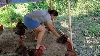 Catching Chickens To Cook