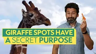 Why do giraffes have spots? The answer is astounding!