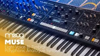 Moog Muse с thedieyoungs! Первый взгляд на Turra Music