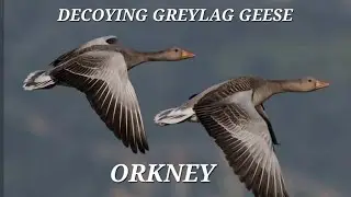GOOSE SHOOTING | DECOYING IN ORKNEY