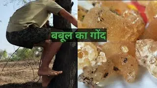 अमृत से कम नहीं हैं,यह बबूल का गोंद |