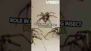 Debunking Spider Myths  Shocking Truth Revealed!