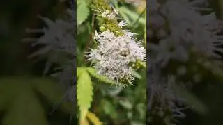 30 September 2025 drying flowers of mint plant preparing seeds for next year # flower of mint plant.