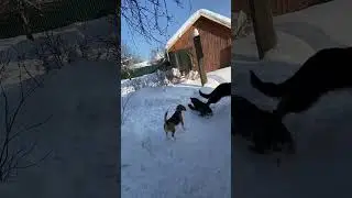 Бостон изловчился - и опять украл туфельку у Хэви #dogs #beagle #австралийскийхилер #немецкаяовчарка